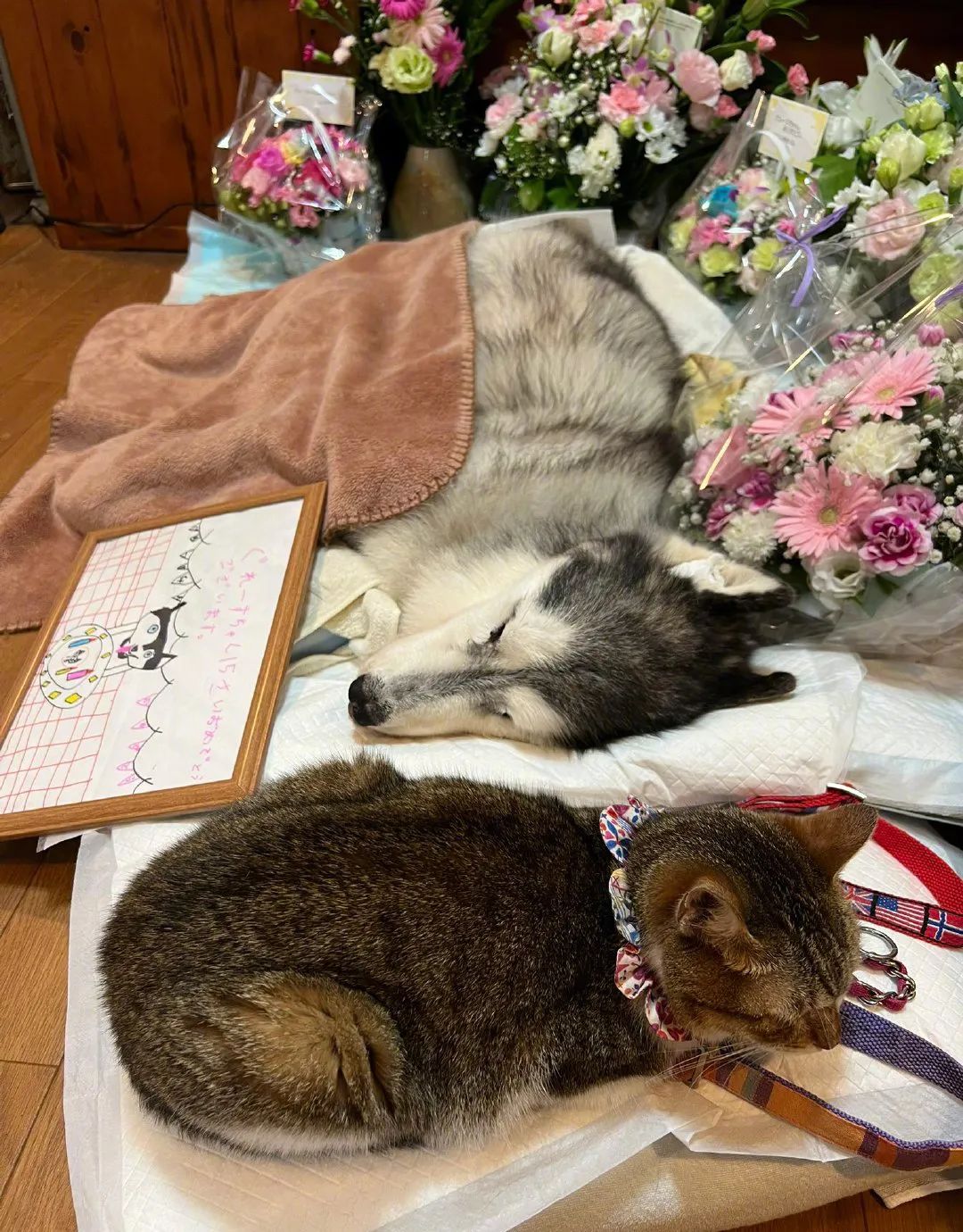 15岁哈士奇去世，这只猫咪的举动让人心碎...休闲区蓝鸢梦想 - Www.slyday.coM