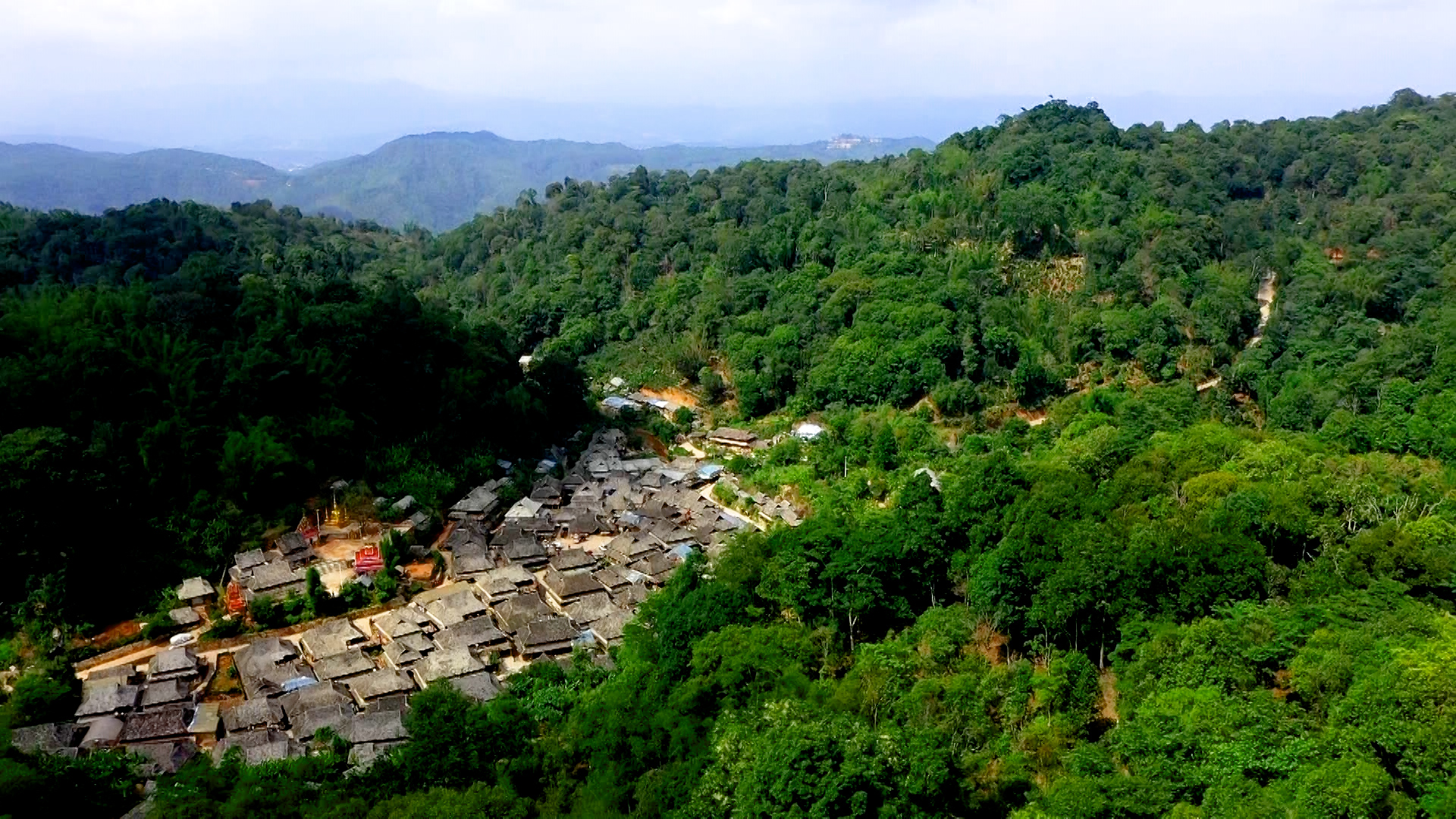 新华全媒 |景迈山古茶林春茶开采|春茶|云南省|普洱市_新浪新闻