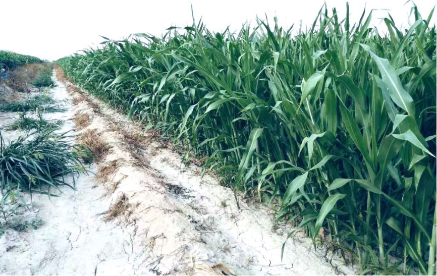 盐碱地,图片来源:中国科学院中国科学院遗传与发育生物学研究所