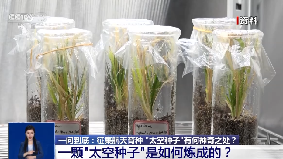 航天育种实验如何开展?“上天入地”的“太空种子”这样炼成