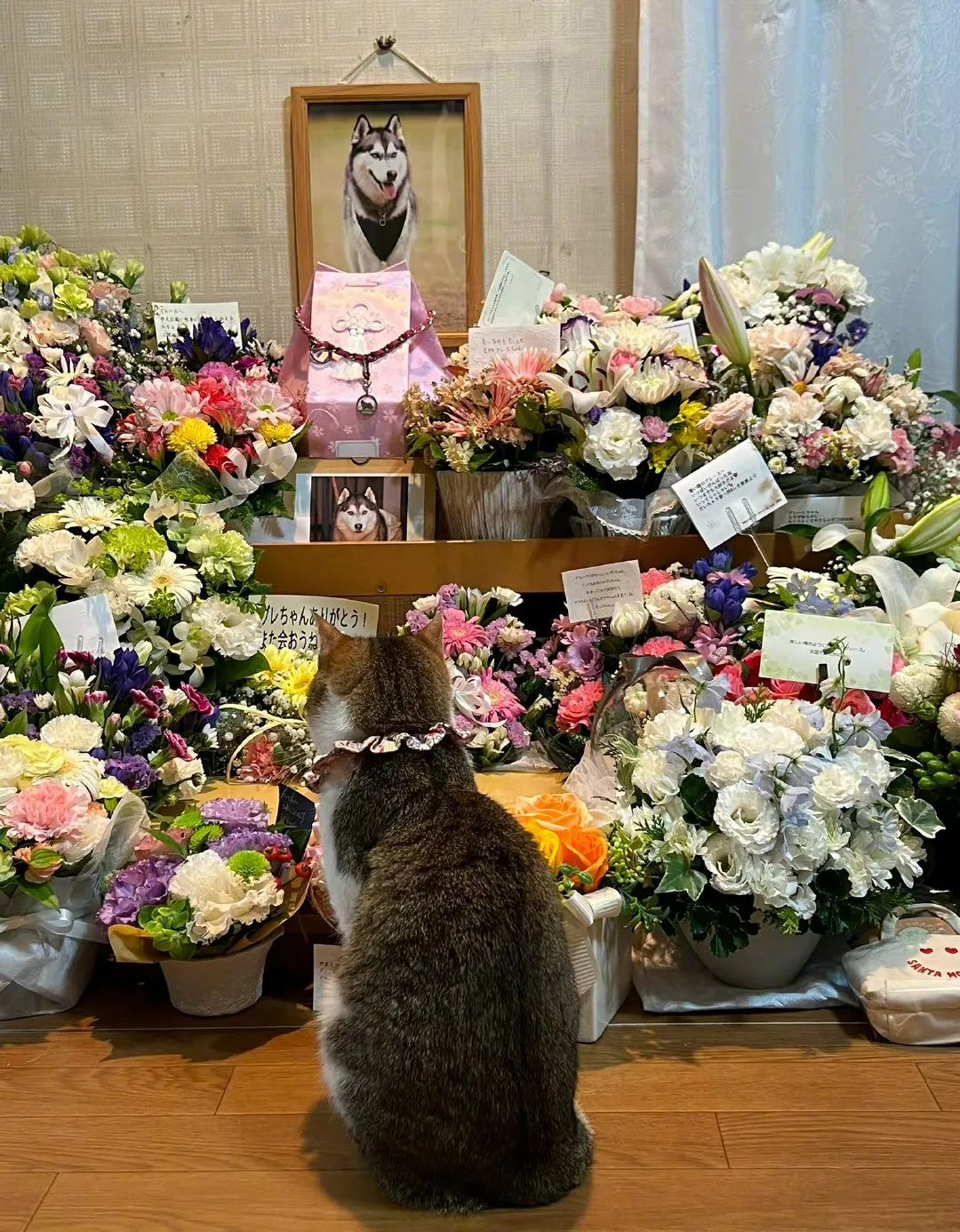 15岁哈士奇去世，这只猫咪的举动让人心碎...休闲区蓝鸢梦想 - Www.slyday.coM