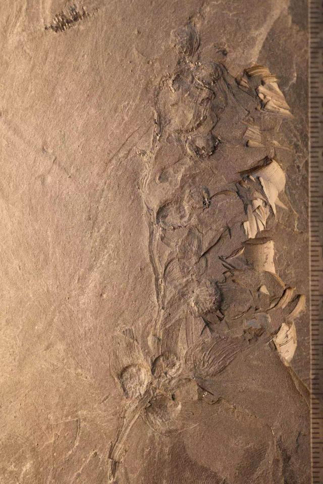 美丽青甘宁果序化石照片（中科院南京地质古生物研究所供图）
