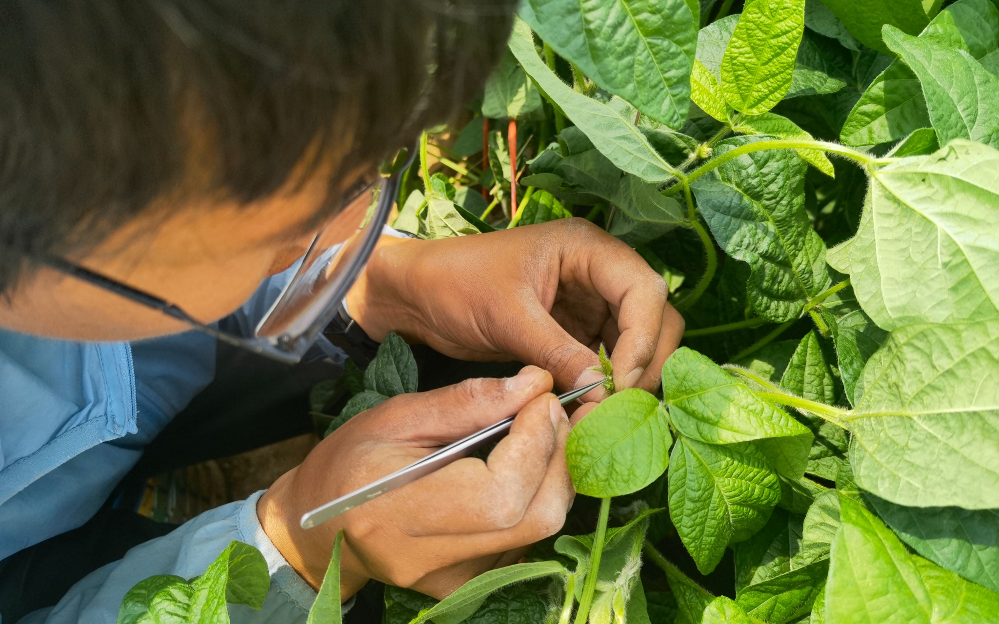 南繁育种:加速器里的"农民"与他们的"三季"