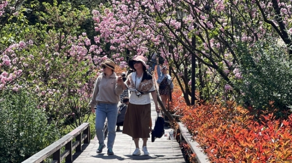 贵州醇景区樱花盛开引客来休闲区蓝鸢梦想 - Www.slyday.coM