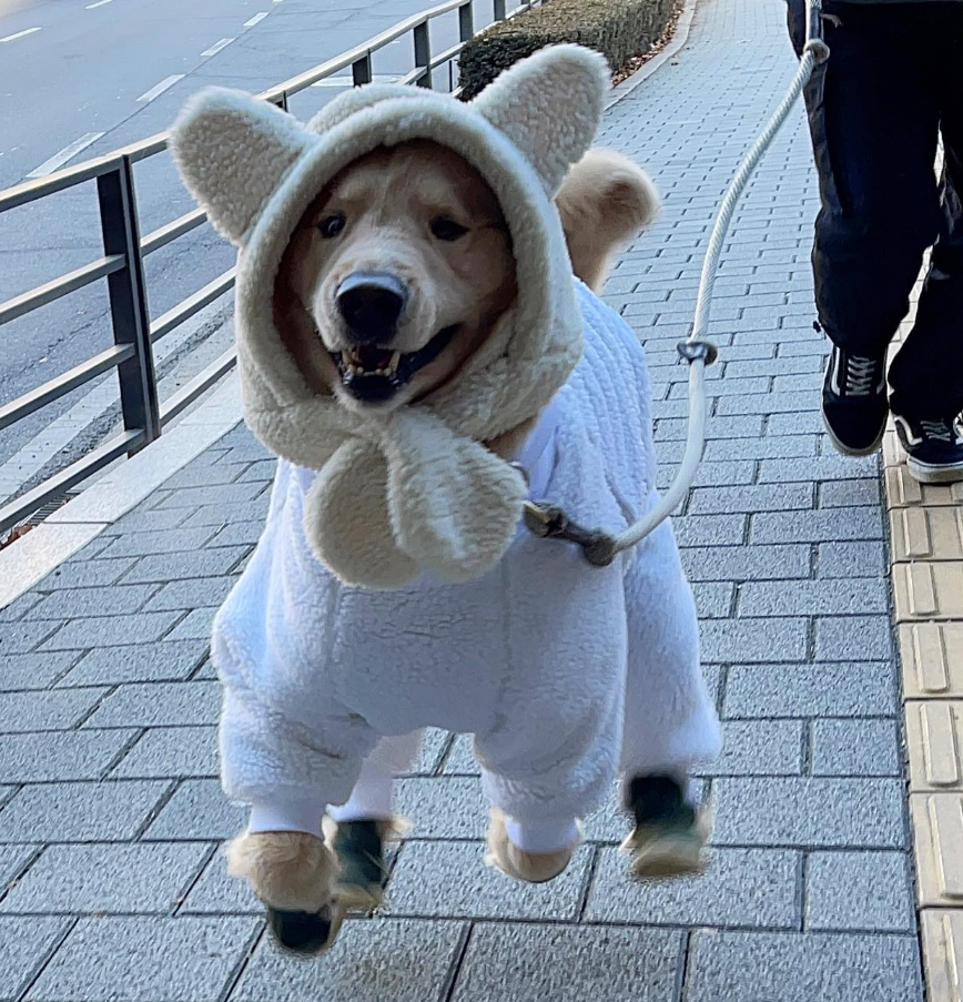 路上偶遇一只穿衣服的金毛,网友笑喷:又蠢又可爱是怎么回事?