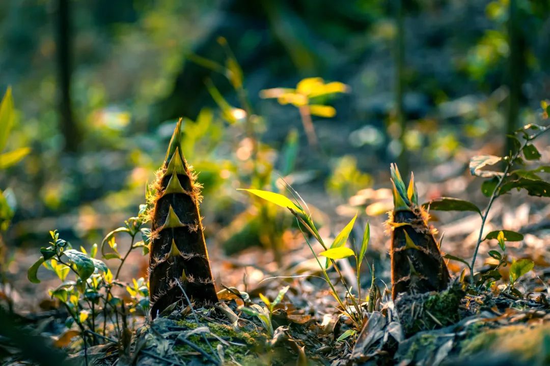 竹笋是竹鞭上的芽分化而膨大的芽和幼嫩的茎,春季正是品尝春笋的季节