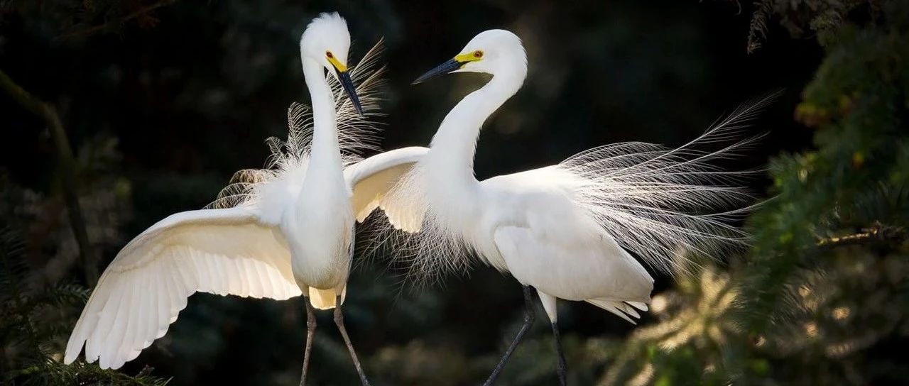 鄱阳湖狼的习性 seo优化要多久 淘宝运营新手从哪些方面开始学习