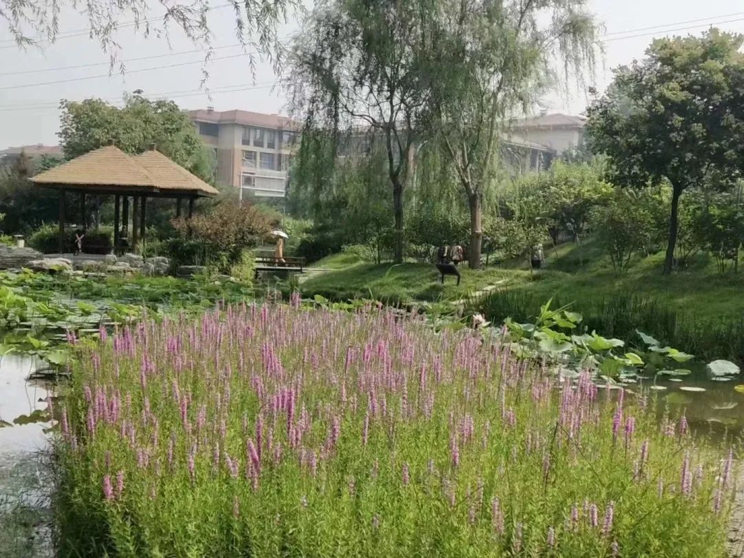 巴沟山水园/海淀区公园管理中心供图