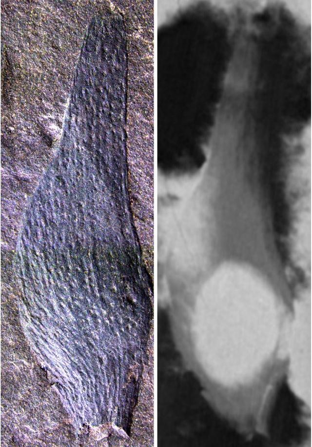 美丽青甘宁果序的一个果实（左）和果实内的一个胚珠（右）（中科院南京地质古生物研究所供图）