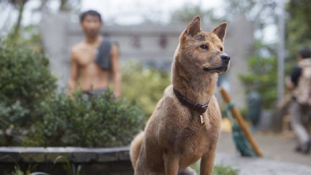 《忠犬八公》发布终极预告,呈现无数催泪名场面……_新浪新闻