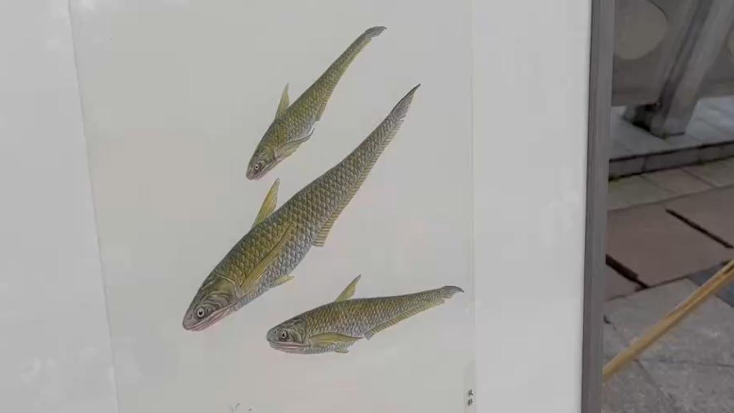 护航中华鲟回家:学生画百种珍稀鱼类,传达人与自然和谐理念