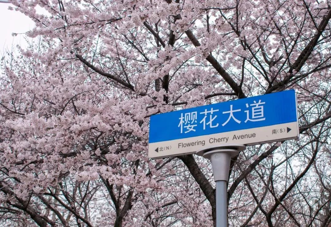 资料图   中国海洋大学崂山校区的樱花大道.