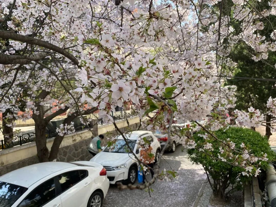 再等一周,青岛的樱花就开了!赏花攻略先收好|樱花_新浪财经_新浪网
