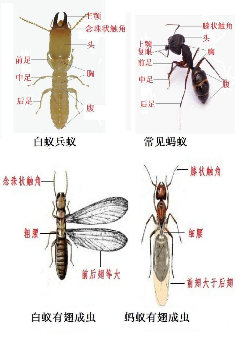 防治白蚁危害 成都市进入"白蚁分飞季 "|成都市_新浪新闻