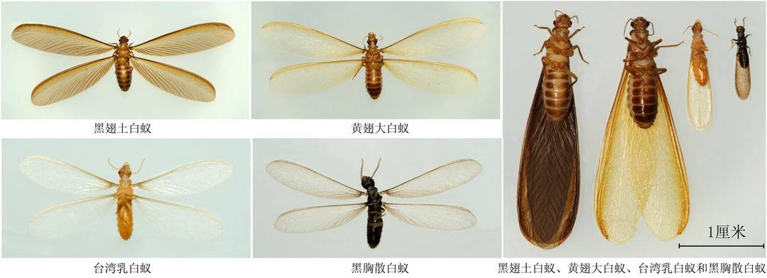 防治白蚁危害 成都市进入“白蚁分飞季