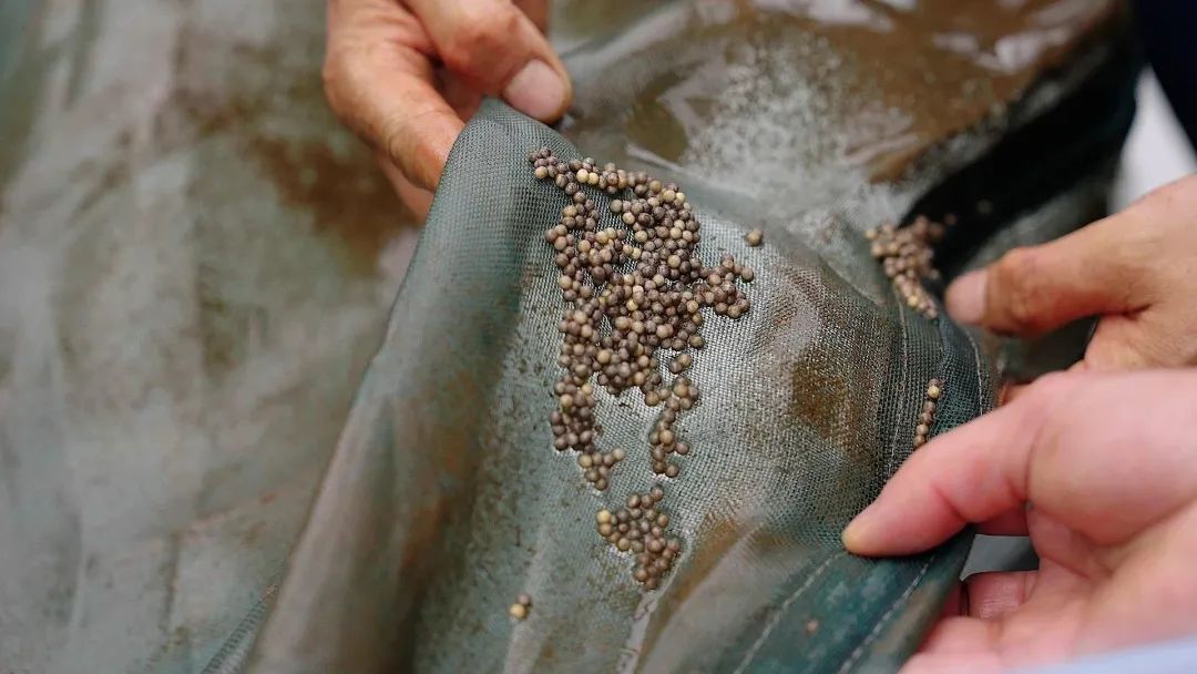 3月21日上午,人工繁育的长江鲟在野外水域被监测到排卵