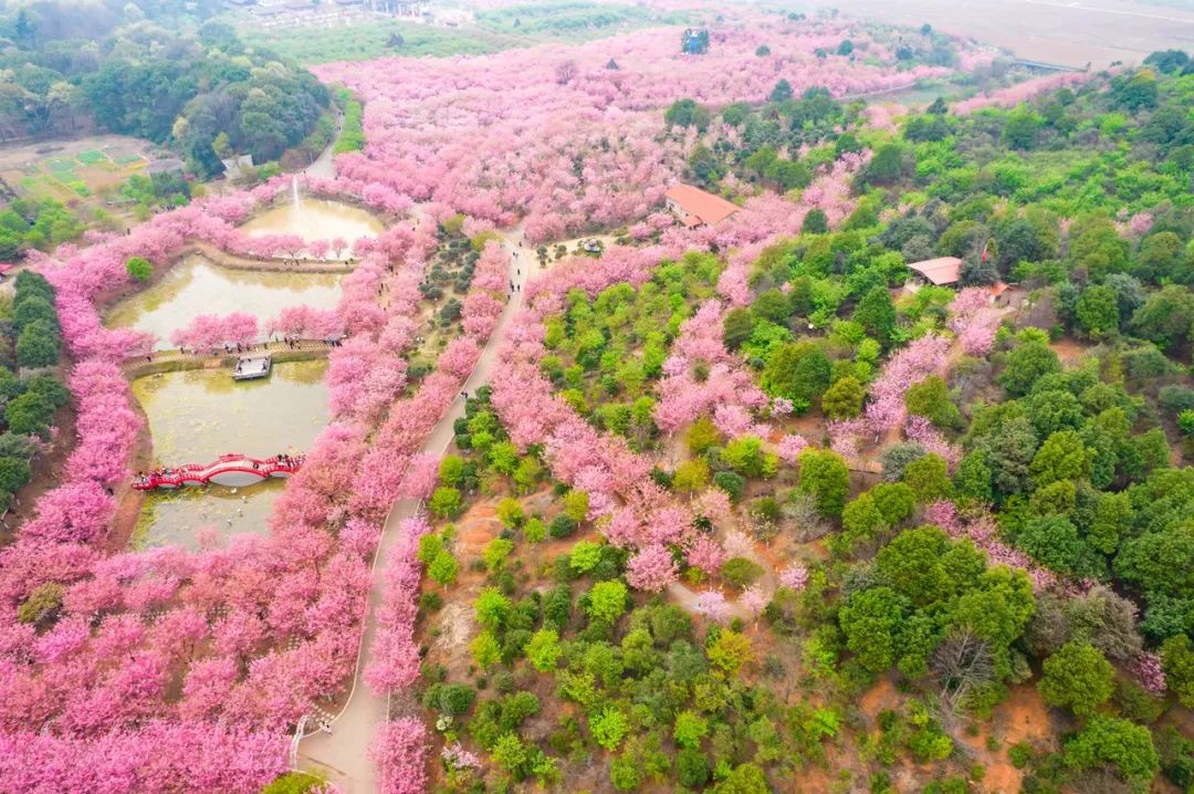 中国哪里的樱花最好看?快收下这份赏樱地图