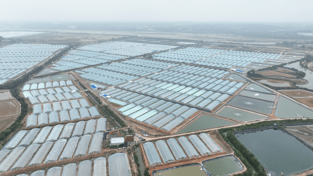 厉害了!这里打造2500亩对虾养殖小棚,年产值最高达4.6亿元!