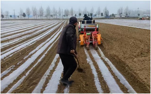 "突突突……",23月28日在魏堌堆村民宇丰糯玉米生产基地,伴随着旋耕机