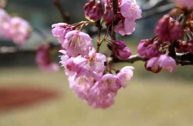 来顾村公园看樱花!上海赏樱地吸引邓紫棋打卡__财经头条