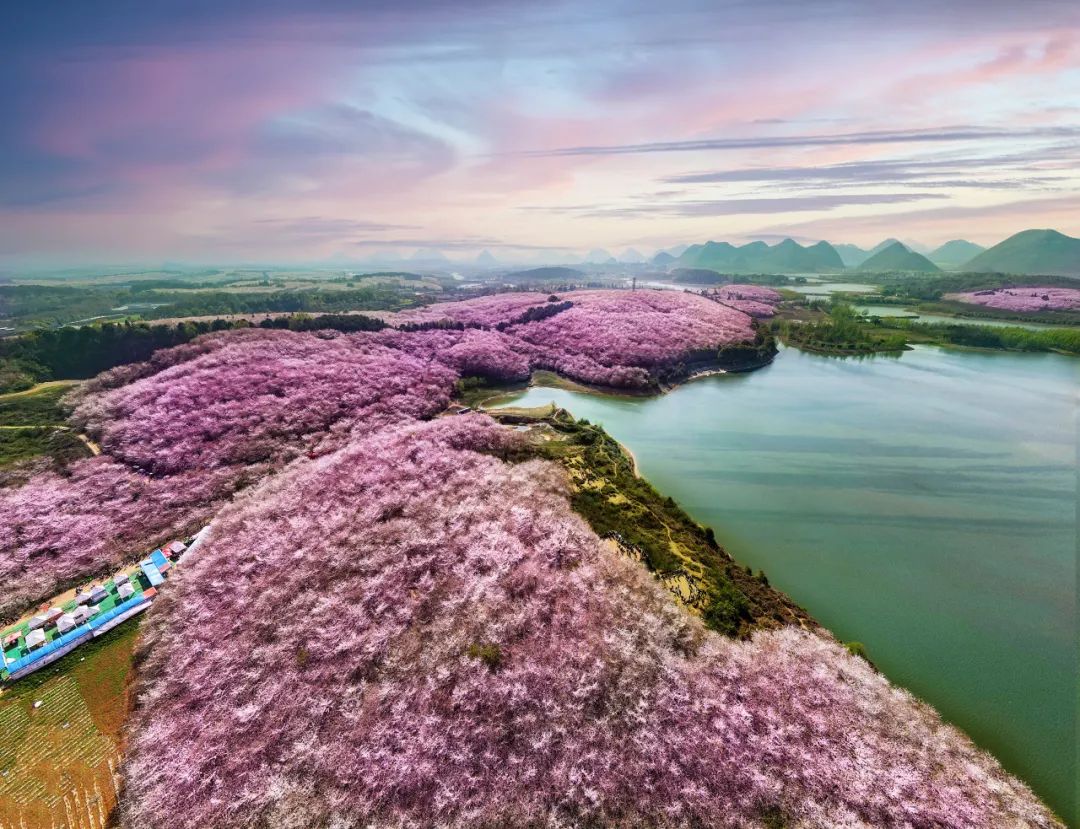 中国哪里的樱花最好看?快收下这份赏樱地图|樱花_新浪财经_新浪网