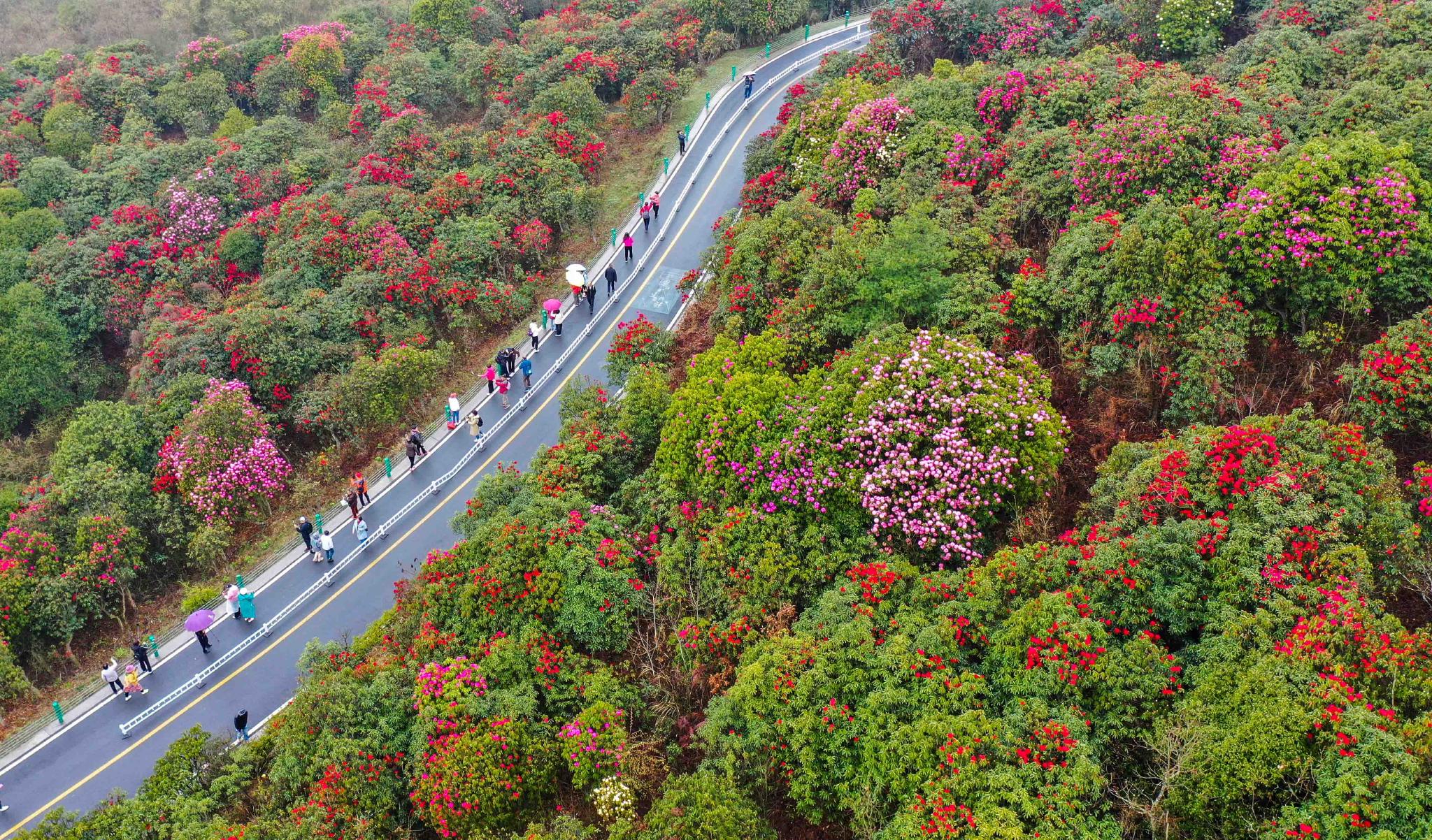 贵州:观百里杜鹃花海|杜鹃花海|贵州|杜鹃_新浪新闻
