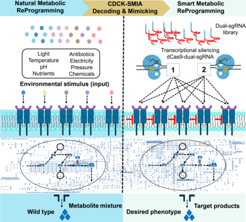 破解细胞代谢网络的“黑匣子”，上交团队开发智能代谢重编程平台，推动合成生物学的理性设计|基因|上海交通大学_新浪科技_新浪网