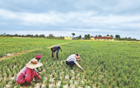 中国援坦桑尼亚农业技术示范中心的专家和当地农户一起清除稻田里的杂草。（图源：中国援坦桑尼亚农业技术示范中心）