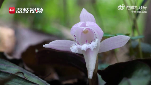 珍稀濒危植物独花兰绽放_新浪新闻