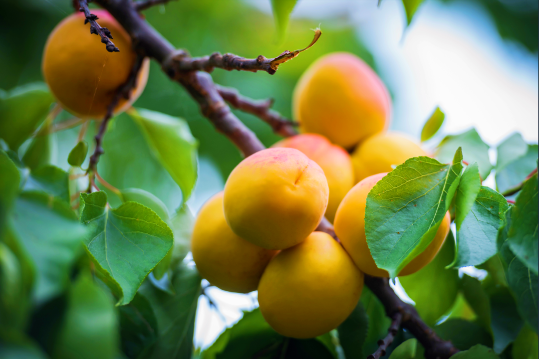 美翻了我的村92辽宁省丹东市东港市孤山镇富庶文明庄秀村美