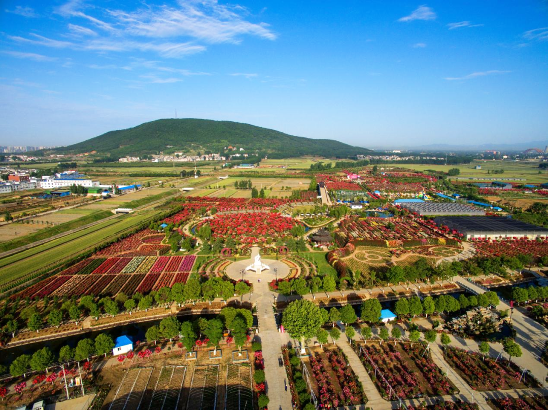 月季博览园.张梦 摄