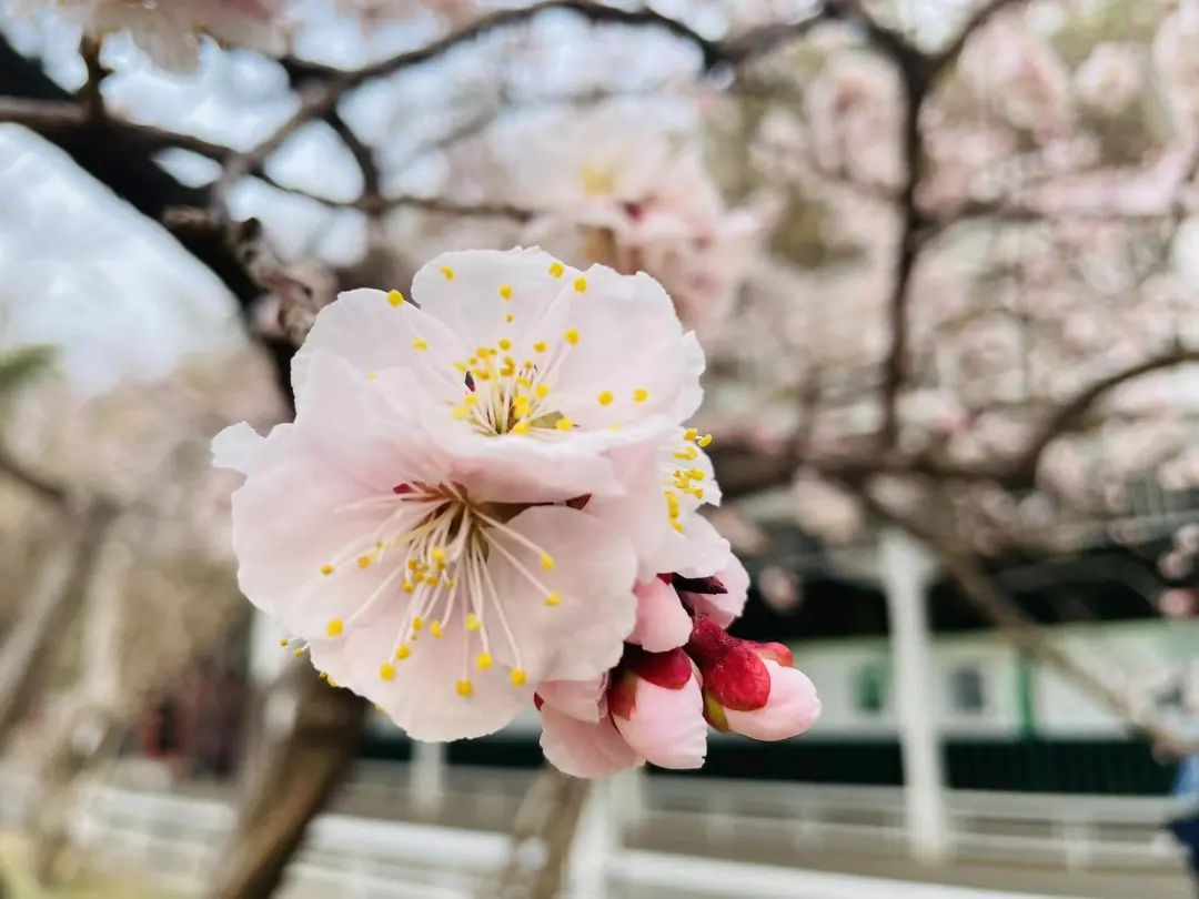 “掌”知识｜梅开有时 不负春光——中山公园梅花的来源|北京市|杏梅|梅园|品种|江梅_手机新浪网
