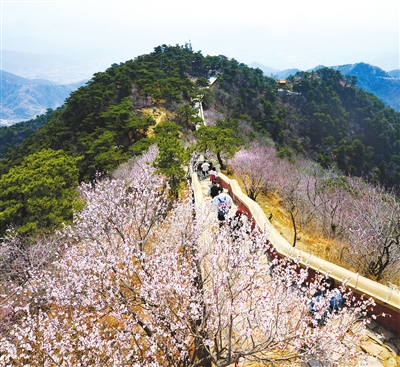 　　近日，蓟州区盘山挂月峰山桃花盛开，风景如画，令游人流连忘返。 通讯员 张连福 摄