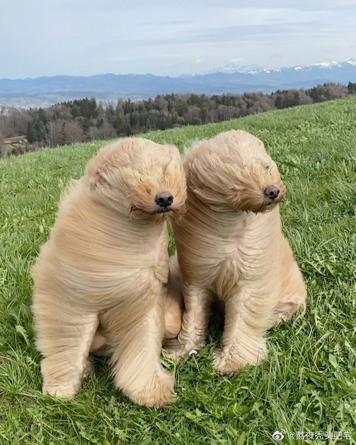 两只金德利犬的迎风生活……|犬_新浪新闻