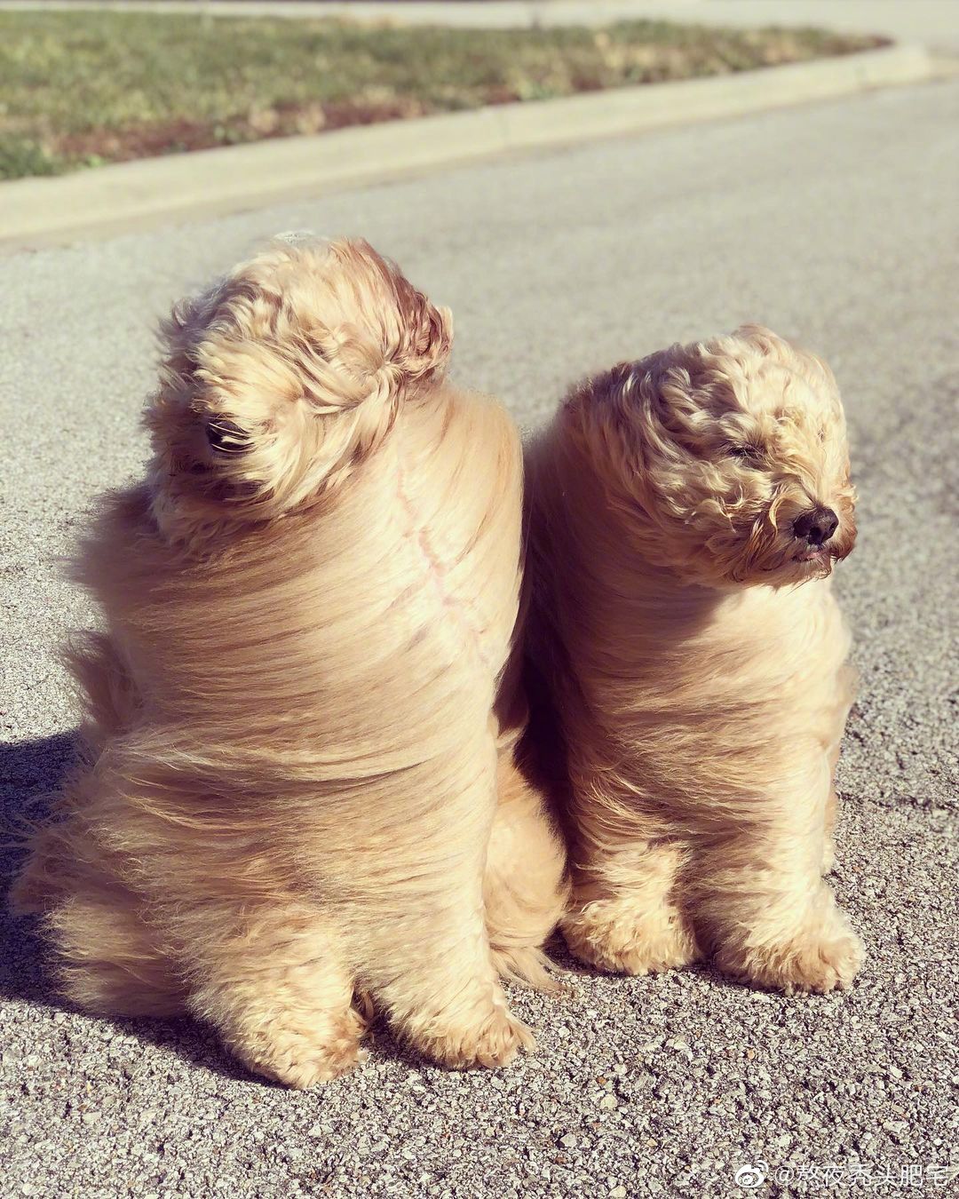 两只金德利犬的迎风生活……|犬_新浪新闻