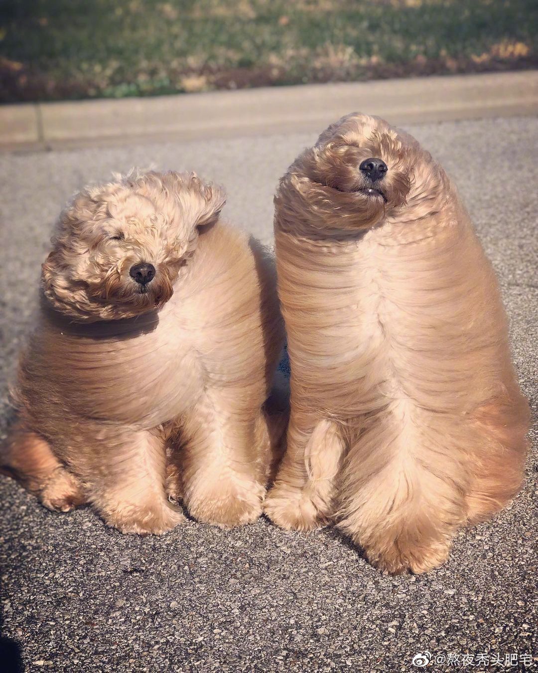 两只金德利犬的迎风生活……|犬_新浪新闻