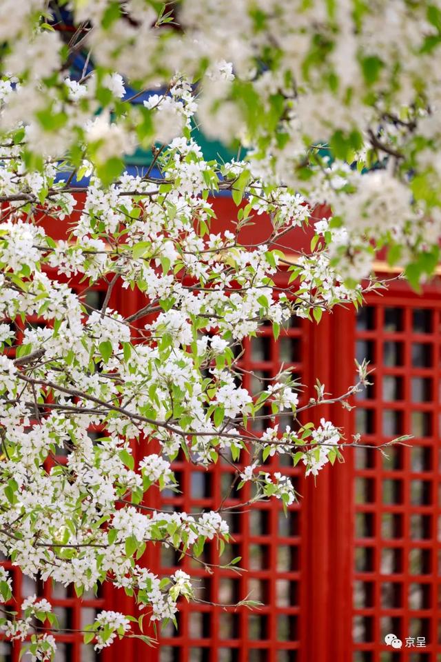 北京智化寺,梨花香满园_新浪财经_新浪网