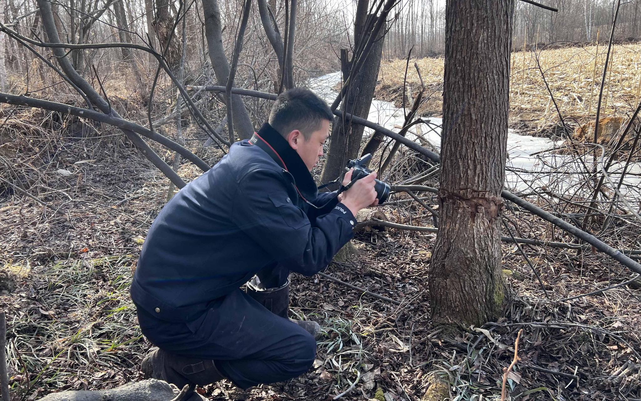两村民偷毁珍贵树木,亚布力民警依法逮捕|民警|村民_新浪新闻