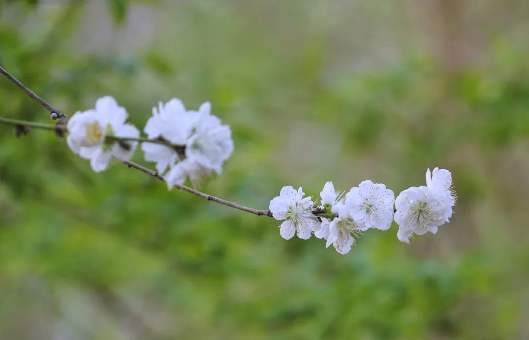 ↑枣园社区陶淑芬/摄