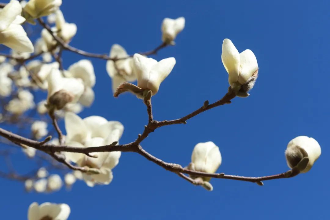 春有约，花不误我们又见证一场花开学院路30号的花开盛景今日，你来赴约了吗