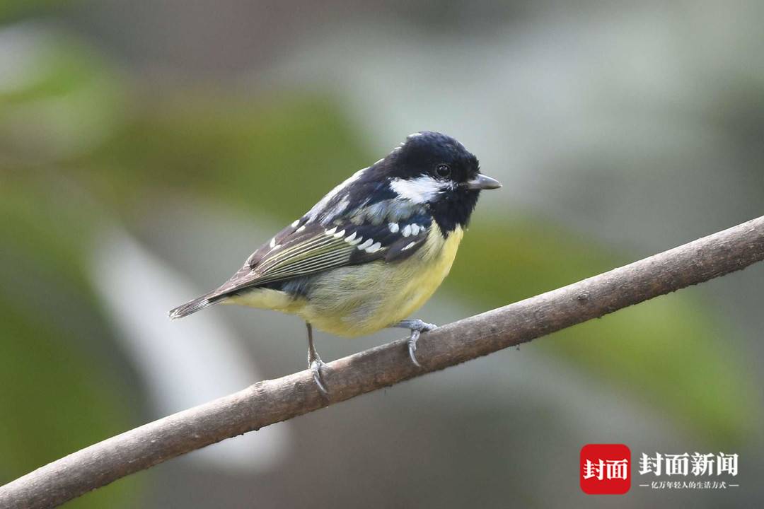 新增51个鸟种成都鸟类名录上新了