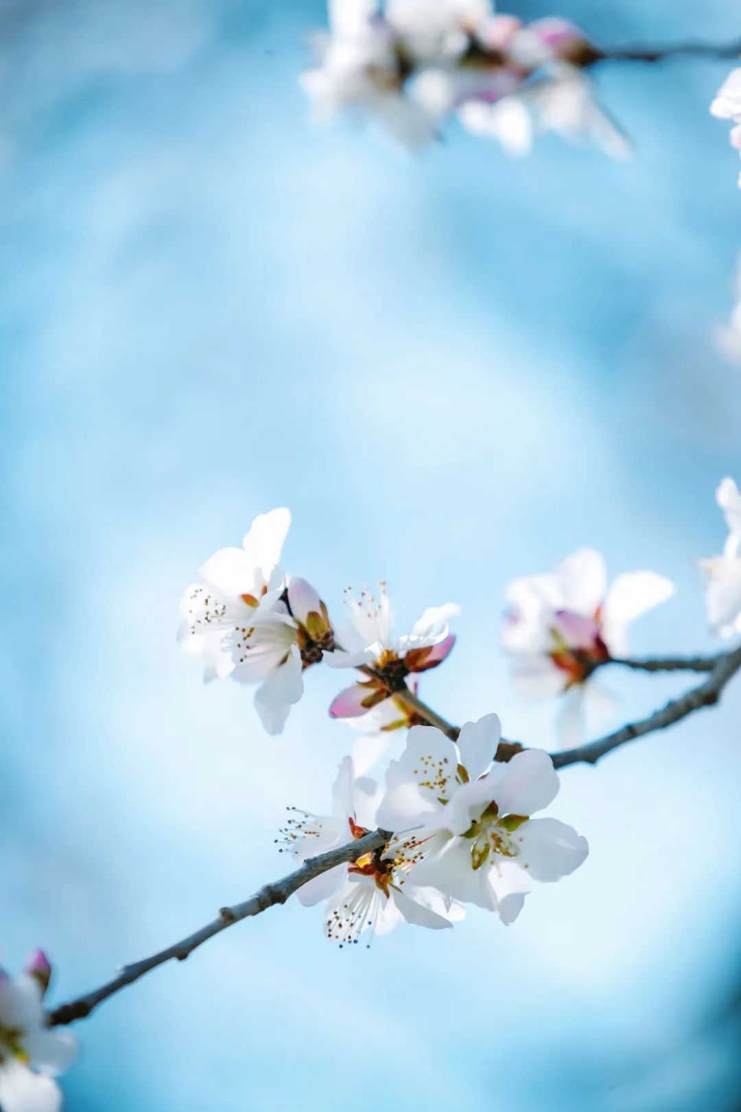 春有约，花不误我们又见证一场花开学院路30号的花开盛景今日，你来赴约了吗