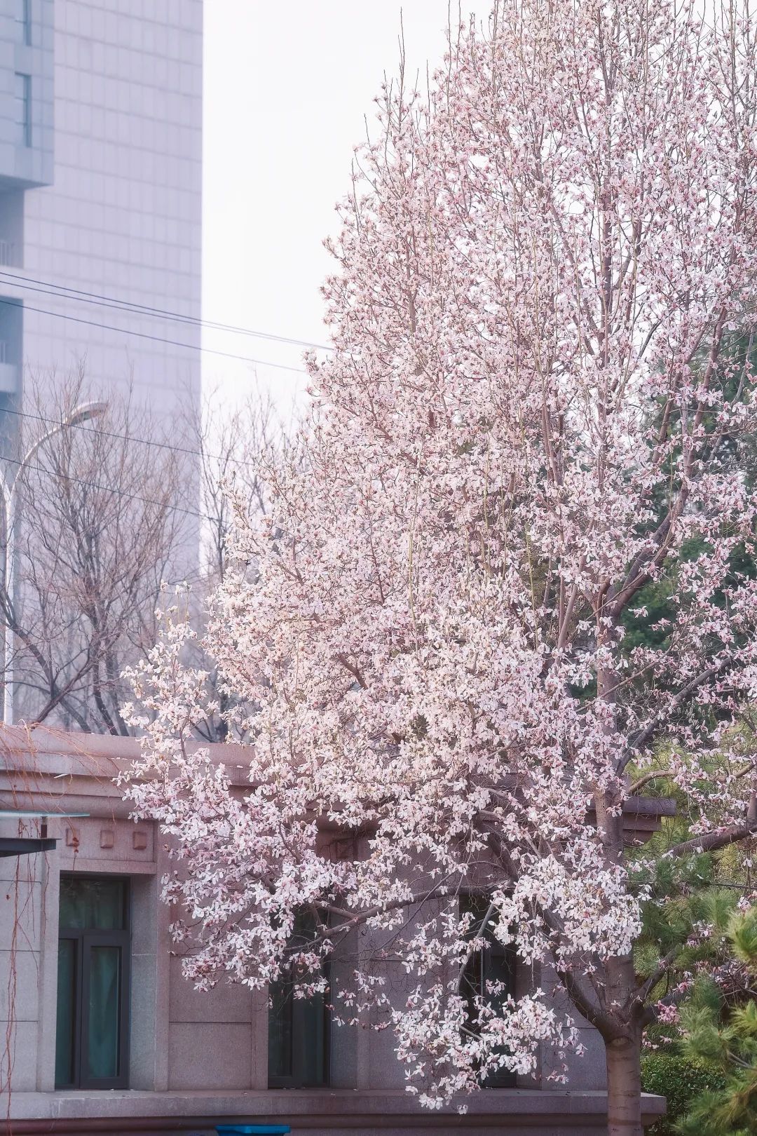 春有约，花不误我们又见证一场花开学院路30号的花开盛景今日，你来赴约了吗