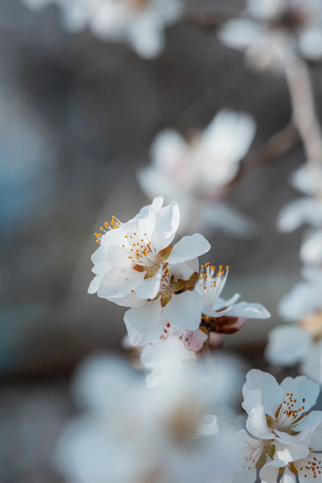 春有约，花不误我们又见证一场花开学院路30号的花开盛景今日，你来赴约了吗