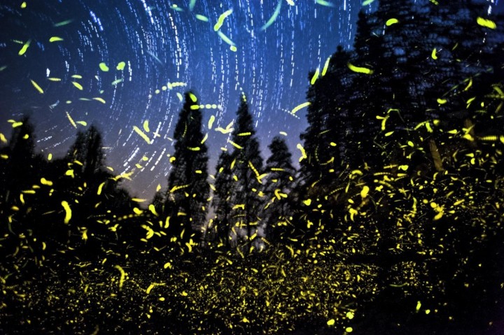 仲夏夜里的漫天流萤.(受访者供图)