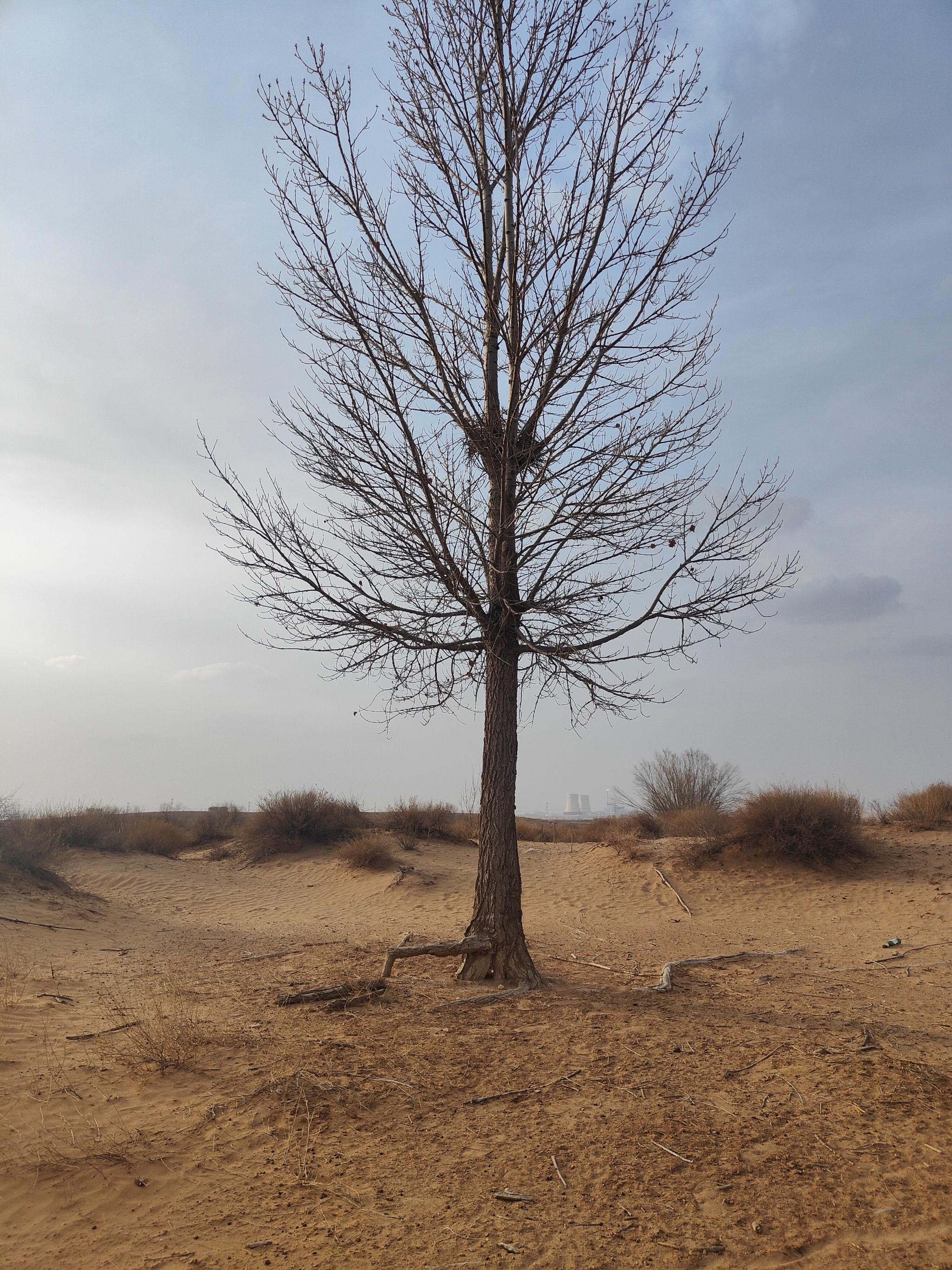 孙国友"万亩林场"里的一棵杨树.&nbsp;澎湃新闻记者 高宇婷&nbsp; 图