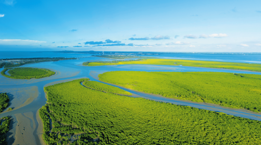海南东寨港国家级自然保护区连片的红树林景观生机勃勃.石中华 摄