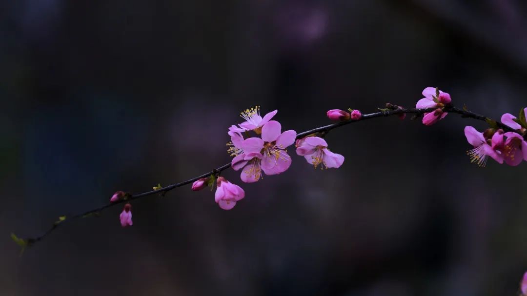 ↑枣园社区陶淑芬/摄