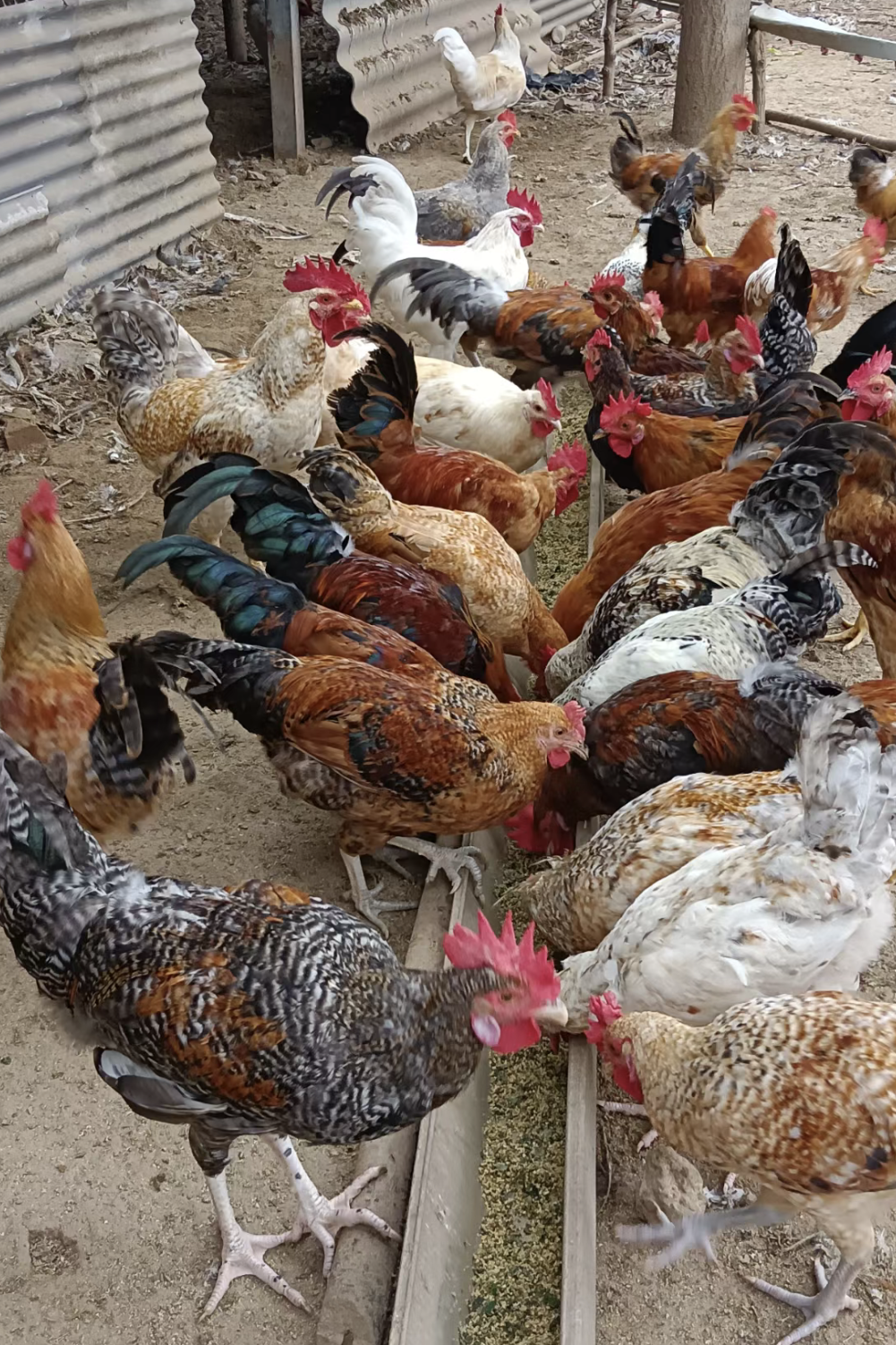 中国人餐桌上的鸡,都是哪来的__财经头条