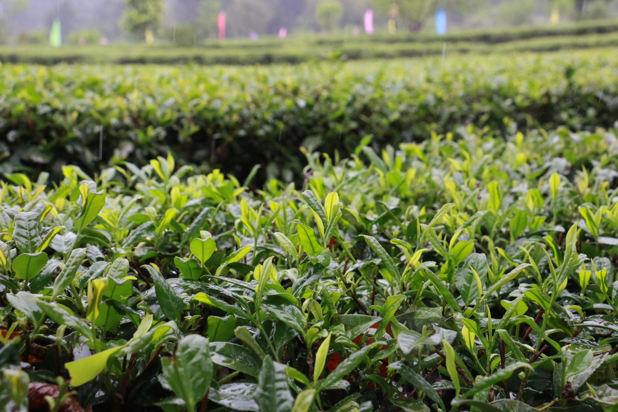 韶关曲江罗坑镇春茶飘香又一年茶园万亩香满山